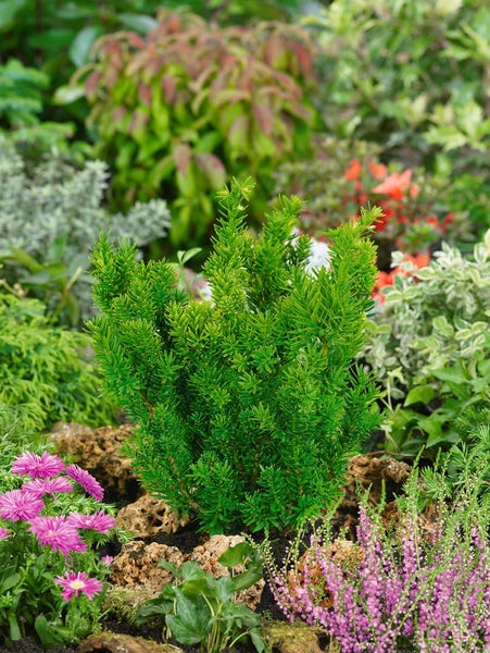 Im Gartenbeet: Zwerg-Eibe zwischen Heidekraut und Astern