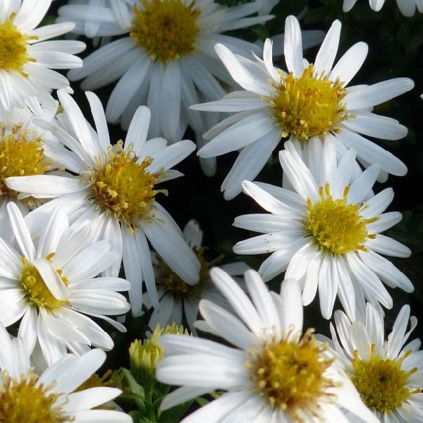 Nahaufnahme von weißen Herbstastern mit gelber Blütenmitte