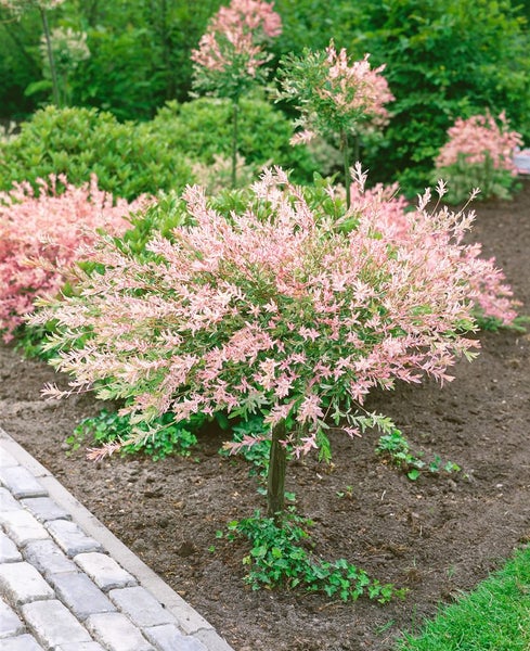 Japanische Zierweide im Gartenbeet