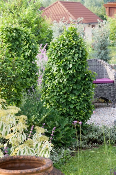 Carpinus betulus, Hainbuche, 80–100 cm, 3 Liter Topf