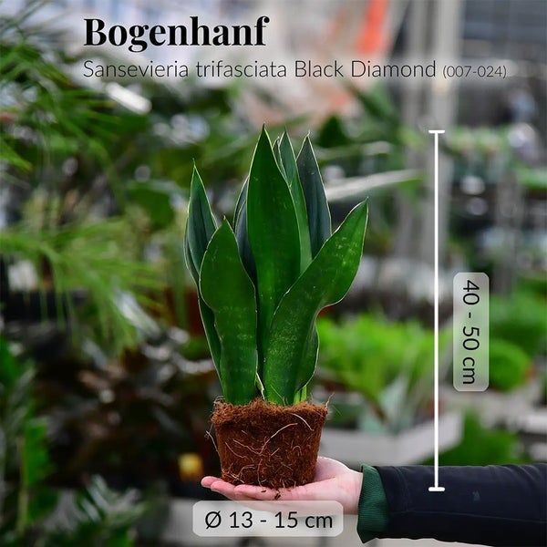 2er Fensterbankset Sansevieria