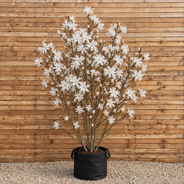 Stellara Magnolia im schwarzen Pflanzbeutel vor einer Holzwand