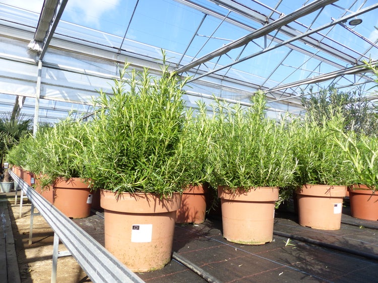 Große Rosmarinpflanzen in terracottafarbenen Töpfen in einem hellen Gewächshaus mit Glasdach.