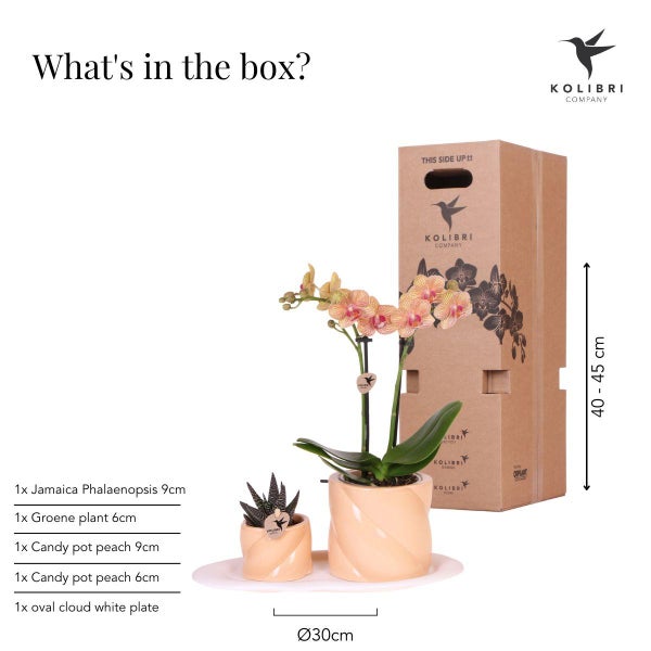 Kolibri Orchids Geschenkset Optimismus kleiner Pfirsich Grünpflanze mit orangefarbener Phalaenopsis-Orchidee in Candy-Ziertöpfen auf weißem Bio-Tablett