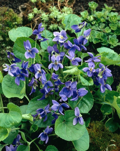 Viola odorata, Duftveilchen, violett, ca. 9x9 cm Topf