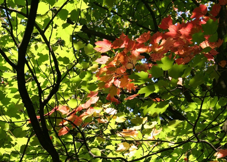 SAFLAX Garden to go - Rotahorn - Acer rubrum - 20 Samen - Mit Topf, Klima - Deckel und Anzuchtsubstrat
