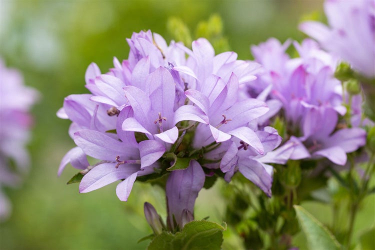 Nahaufnahme einer Gruppe von Glockenblumen