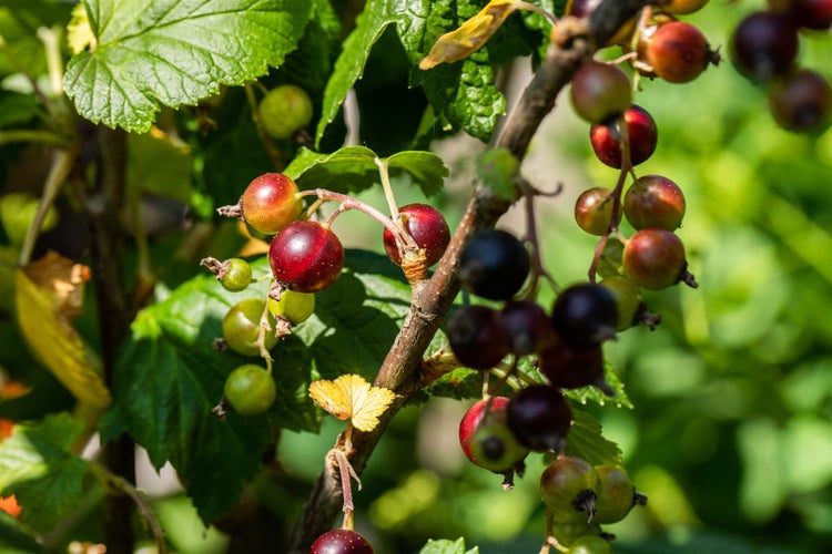 Ribes x nidigrolaria, Jostabeere, 40–60 cm