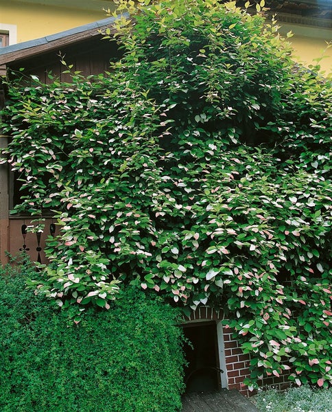 Actinidia kolomikta, Kiwi, dekoratives Laub, 100–150 cm