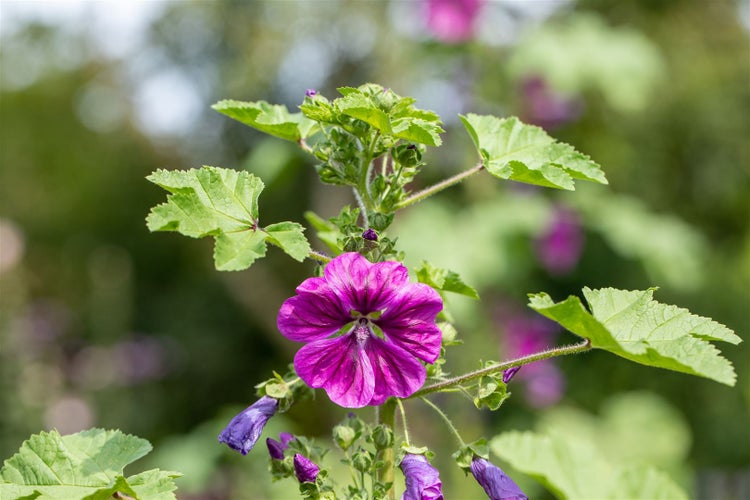 Malva sylvestris ssp. mauritiana, Malve, violett, ca. 11x11 cm Topf