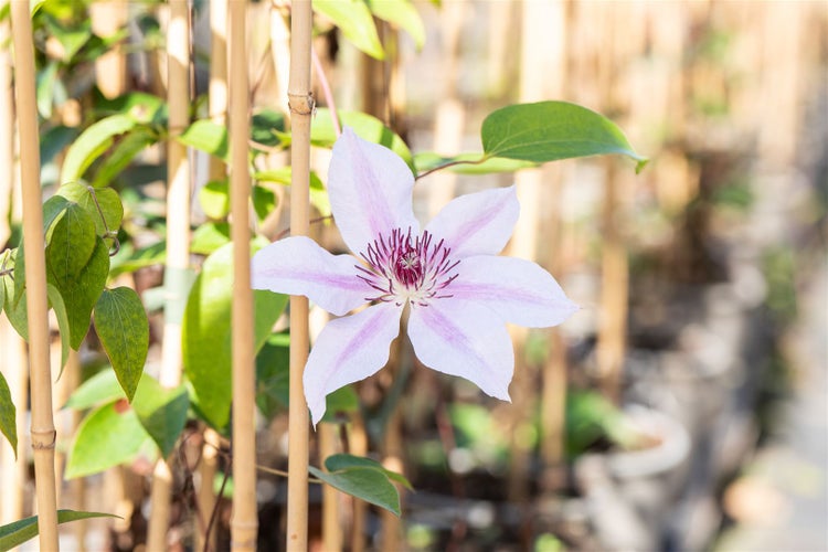 Clematis Hybride 'Nelly Moser', zweifarbig, 100–150 cm