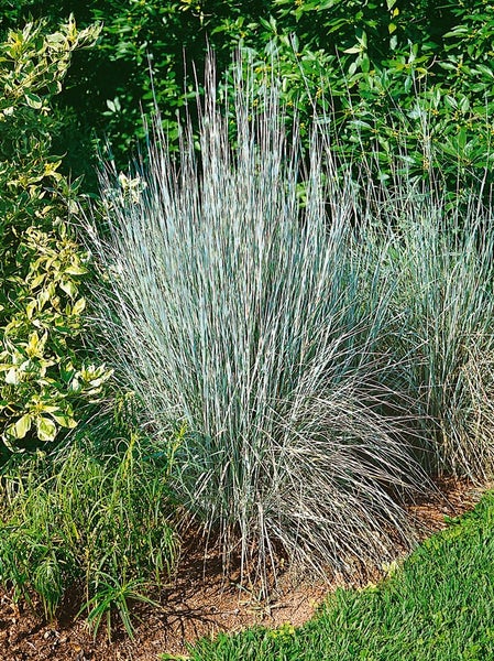 Blaugras im Gartenbeet