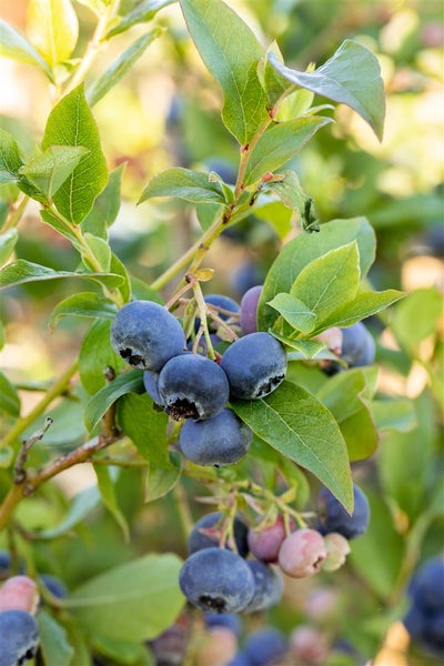 Nahaufnahme einer Blaubeerpflanze mit reifen und unreifen Blaubeeren an den Zweigen.