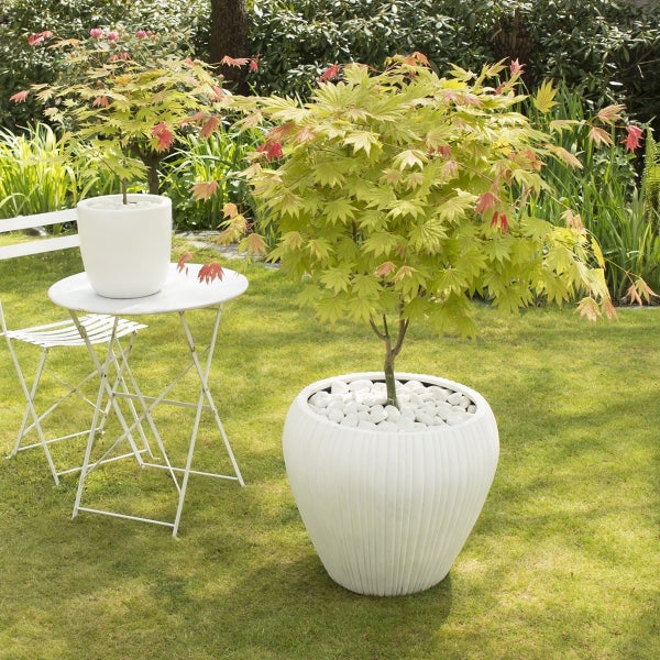 Bloomique - 2er Set - Acer Shirasawanum Moonrise - Fächerahorn auf Stamm - Gartenpflanzen - Baum - winterhart - 80-100cm hoch - Topf 19cm