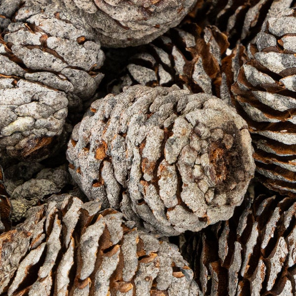 Mammutbaumzapfen als Naturmaterial für Dekorationen und Bastelarbeiten