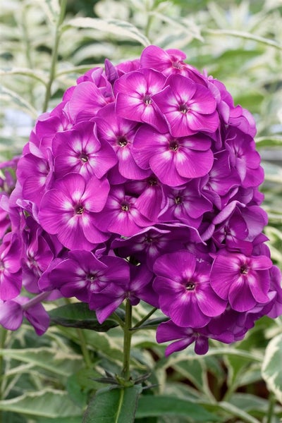 Phlox paniculata 'Purple Kiss', Flammenblume, lila, ca. 11x11 cm Topf
