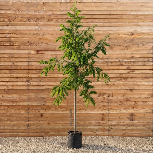 Junger Baum mit filigranem Blattwerk im schwarzen Pflanzcontainer vor einer Holzwand.