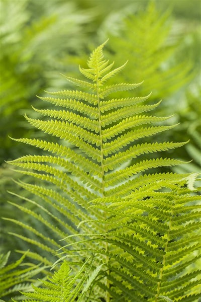 Polystichum aculeatum, Schildfarn, ca. 9x9 cm Topf