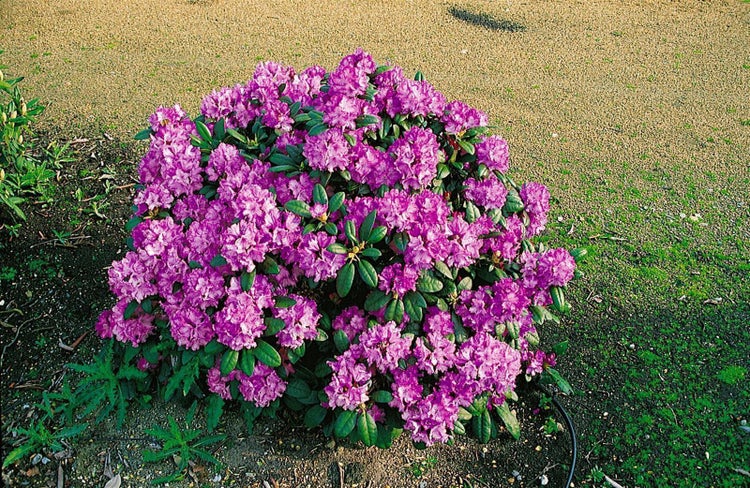 Blühender Rhododendron mit violetten Blüten und grünen Blättern.