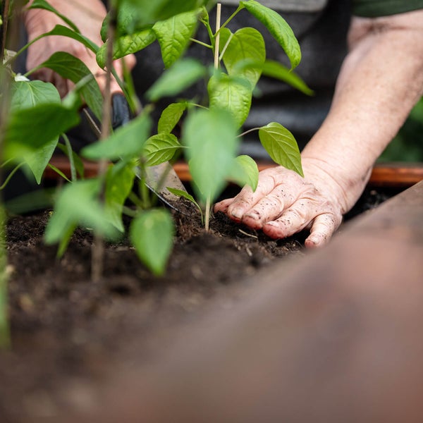 Person pflanzt eine junge Pflanze mit einer Gartenkelle in dunkle Erde in einem Hochbeet.