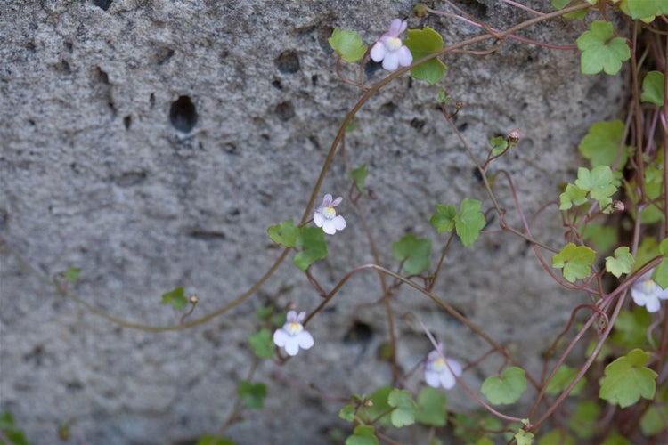 Cymbalaria muralis, Zimbelkraut, ca. 9x9 cm Topf, pflegeleicht