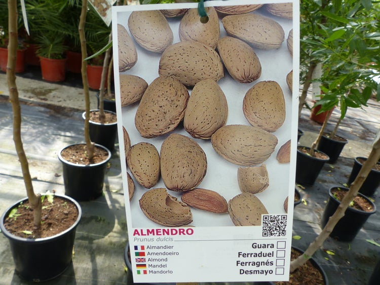 Blauer Drachenbaum im Garten