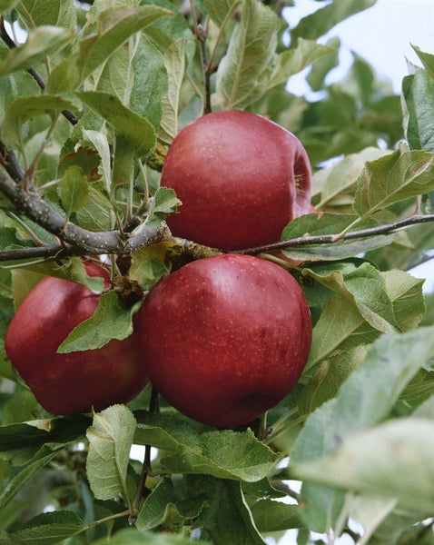 Drei reife Äpfel hängen an einem Ast eines Apfelbaums zwischen grünen Blättern.