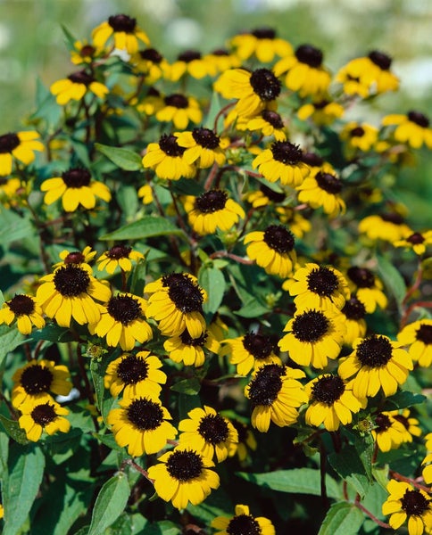 Rudbeckia triloba, Dreilappiger Sonnenhut, gelb, ca. 9x9 cm Topf