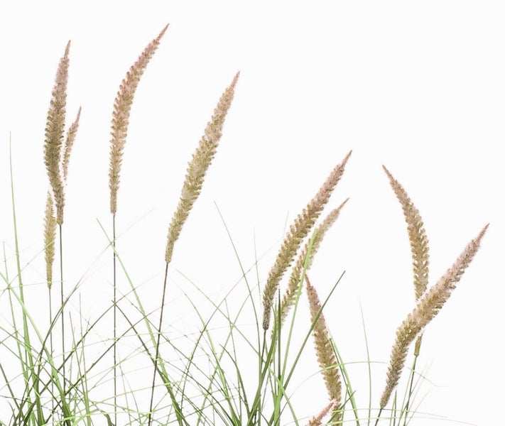 Nahaufnahme von dichten, langen grünen Grashalmen einer dekorativen Kunstpflanze.