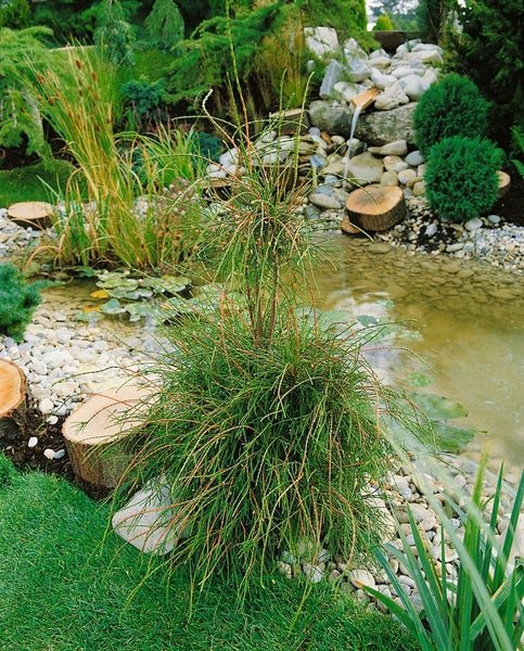 Gartenlandschaft mit Teich, Bachlauf und verschiedenen Pflanzen