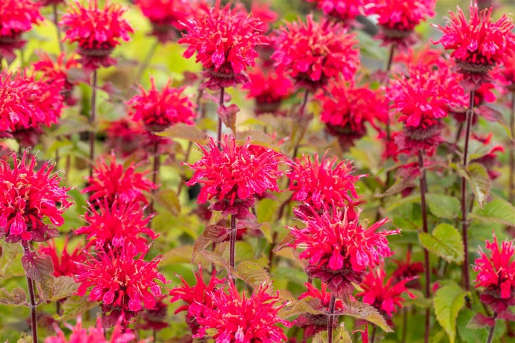 Monarda fistulosa 'Cambridge Scarlet', Indianernessel, rot, ca. 11x11 cm Topf