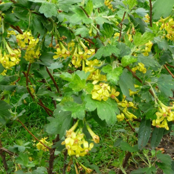 Blühende Johannisbeere mit Blättern