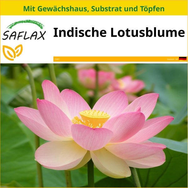 SAFLAX Anzucht Set - Indische Lotusblume - Nelumbo nucifera   - 8 Samen - Mit Mini-Gewächshaus, Anzuchtsubstrat und 2 Töpfen