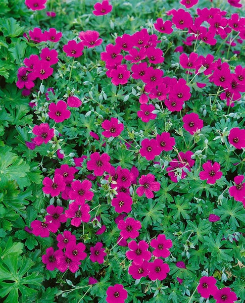 Geranium cinereum subcaulesc. 'Giuseppii', leuchtend rosa, ca. 9x9 cm Topf