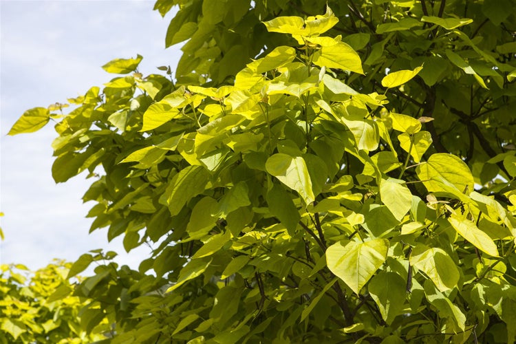 Catalpa bignonioides, Trompetenbaum, 40–60 cm, ca. 12 cm Topf