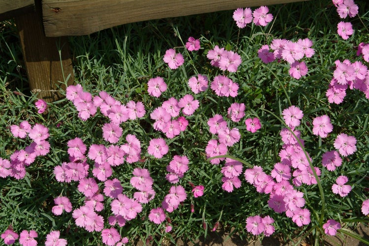 Dianthus gratianop. 'Eydangeri', Pfingstnelke, rosa, ca. 9x9 cm Topf