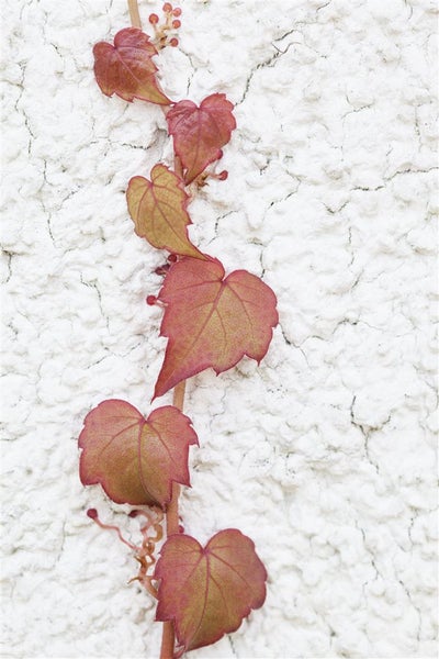 Parthenocissus tricuspidata 'Veitchii', Wilder Wein, 150–200 cm