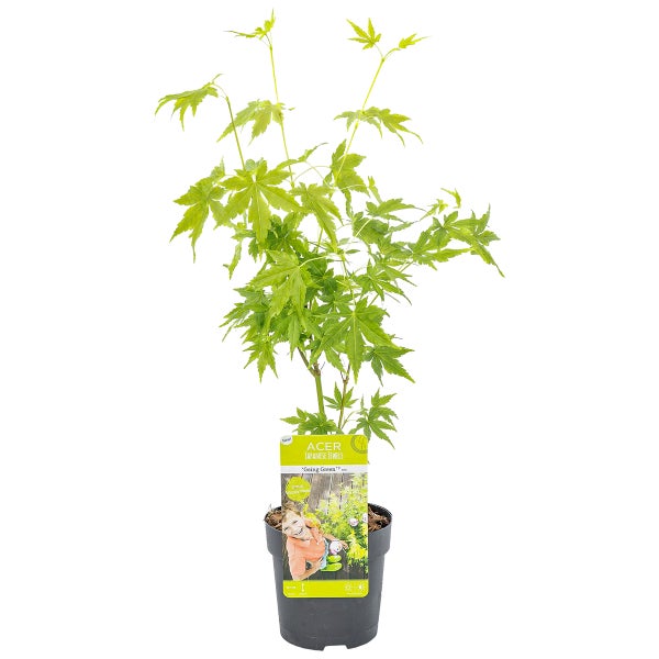 Acer palmatum 'Going Green' – Japanischer Ahorn – Strauch – Winterheart – ⌀10,5 cm – ↕25-30 cm