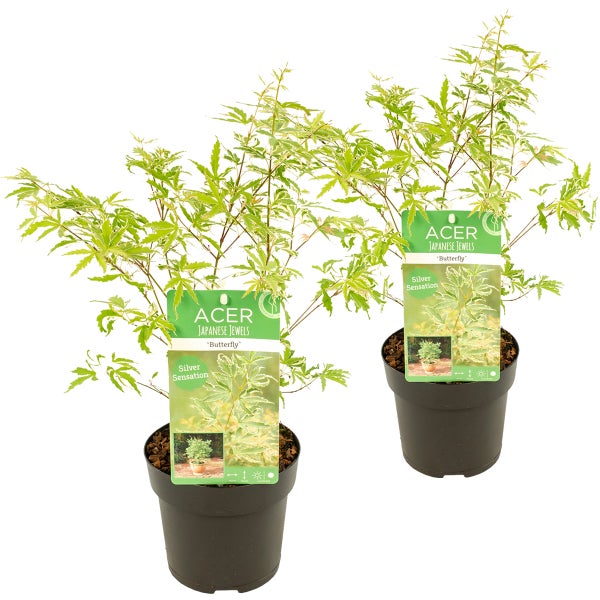2x Acer palmatum 'Butterfly' – Japanischer Ahorn – Strauch – Winterheart – ⌀13 cm – ↕20-25 cm