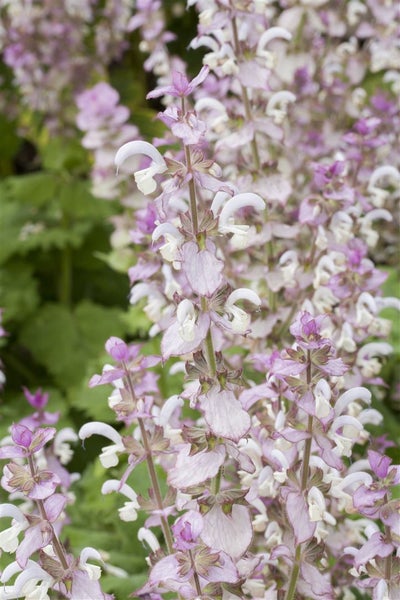 Salvia sclarea, Muskatellersalbei, aromatisch, ca. 11x11 cm Topf