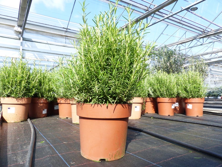 Rosmarinpflanze in einem terrakottafarbenen Kunststofftopf in einem hellen Gewächshaus.