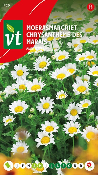 Packung Moerasmargriet Chrysantheme des Marais Pure White Samen