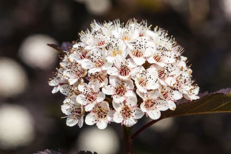 Physocarpus opulifolius 'Summer Wine', Blasenspiere, 60–80 cm