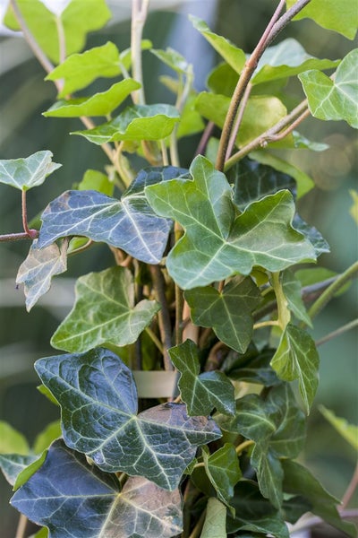 Hedera helix 'Hibernica', Irischer Efeu, immergrün, ca. 9x9 cm Topf