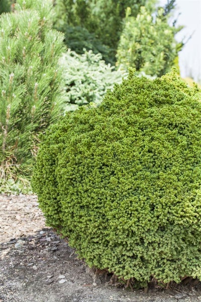 Kugeliger Zwergstrauch im Garten