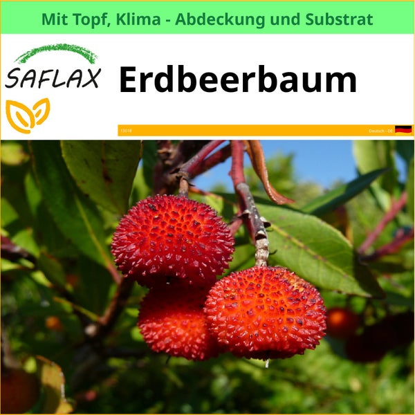 SAFLAX Garden to go - Erdbeerbaum - Arbutus unedo - 50 Samen - Mit Topf, Klima - Deckel und Anzuchtsubstrat