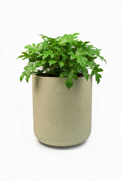 Grüne Zimmerpflanze mit gezackten Blättern in einem zylindrischen beigen Blumentopf mit strukturierter Oberfläche.