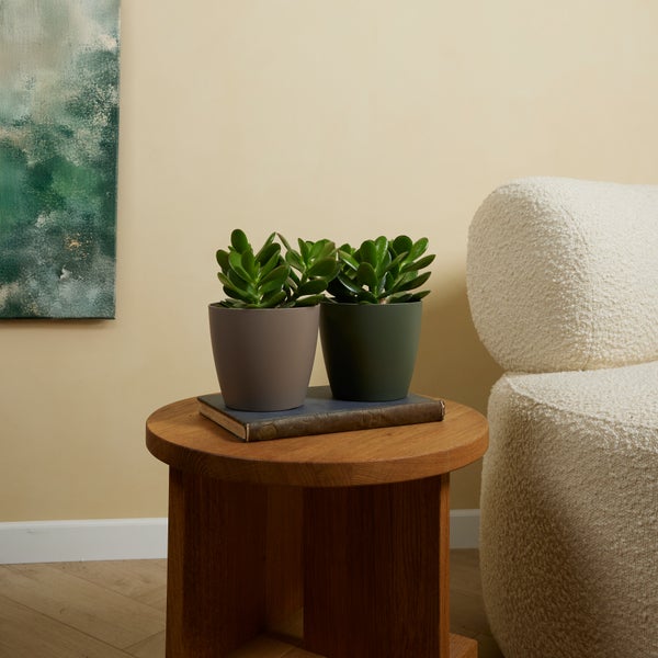 Bloomique - 2er Set - Crassula Ovata Magical Tree - Jadepflanze - Zimmerpflanzen - Sukkulente - Sehr pflegeleicht - 15-20cm hoch - Topf 12cm