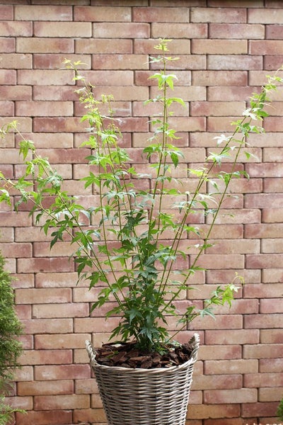Acer palmatum 'Bi-Hoo', Japanischer Ahorn, gelbe Rinde, 40–60 cm
