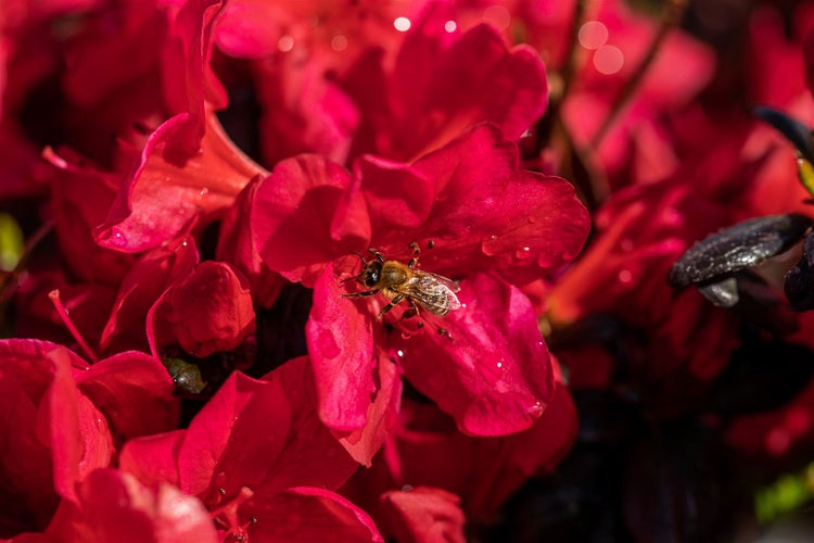 Biene auf roter Blüte mit Wassertropfen